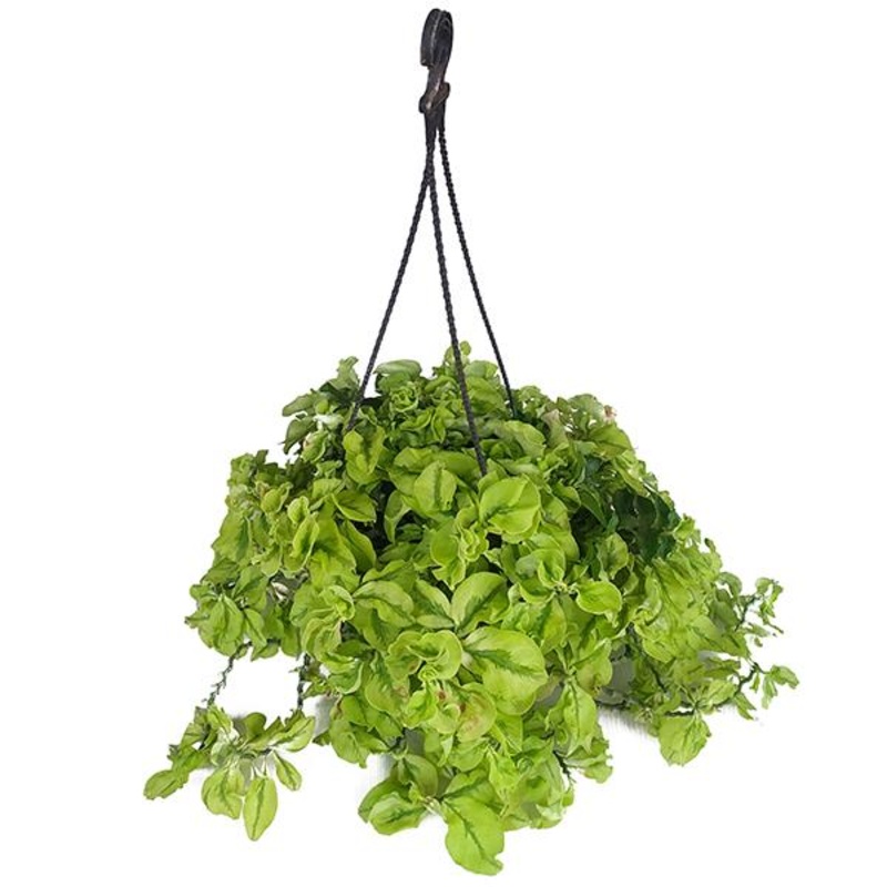 Pedilanthus, Euphorbia tithymaloides (Hanging Basket) – Plant