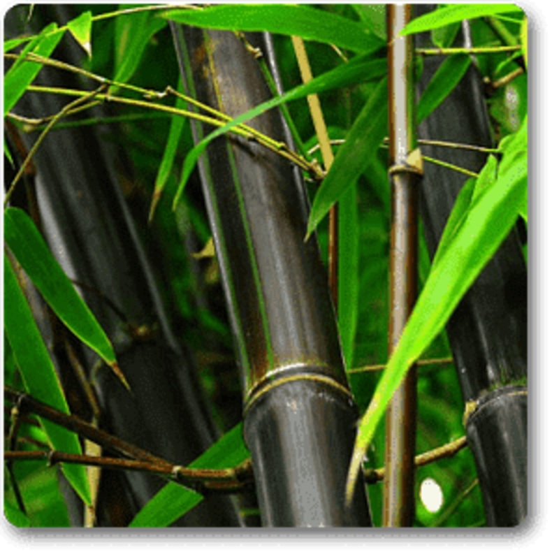 Phyllostachys Nigra, Black Bamboo – Plant