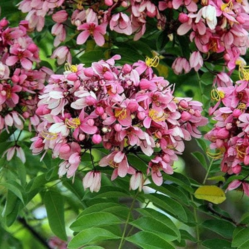 Pink Shower, Cassia Grandis – Plant