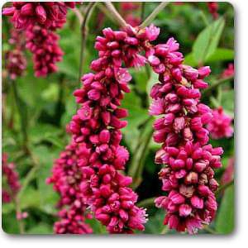 Polygonum – Plant