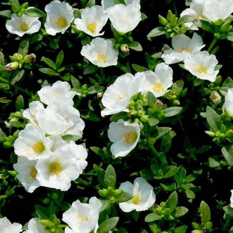 Portulaca, 10 O Clock (White) – Plant