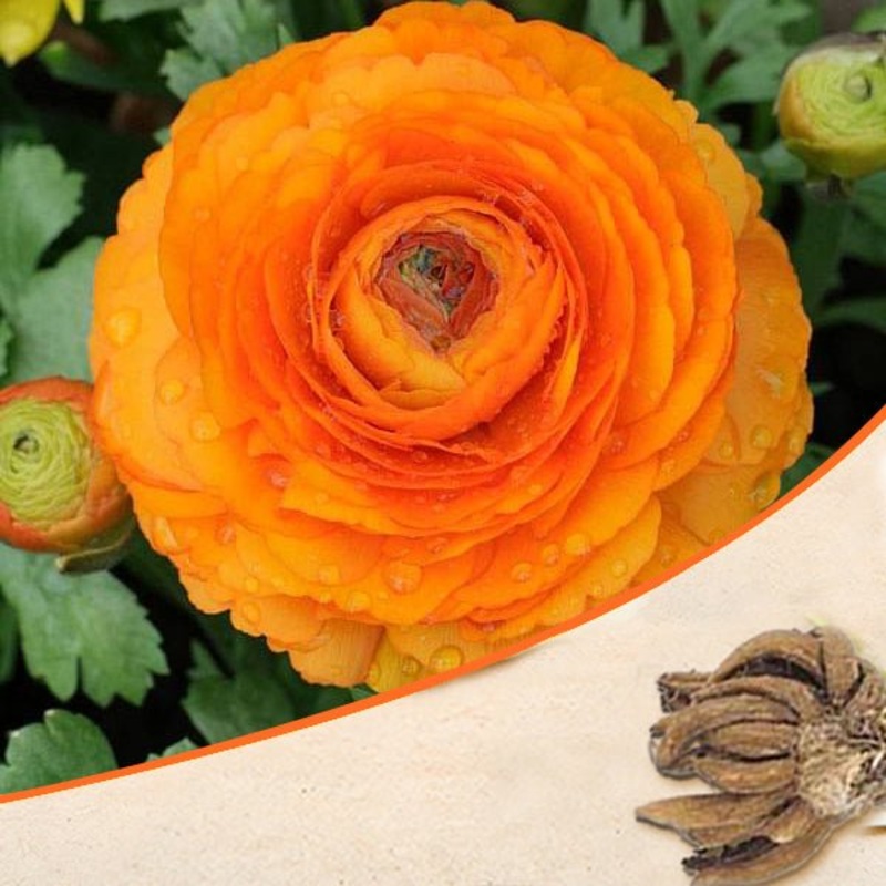 Ranunculus (Orange) – Bulbs|Set of 3|Set of 5