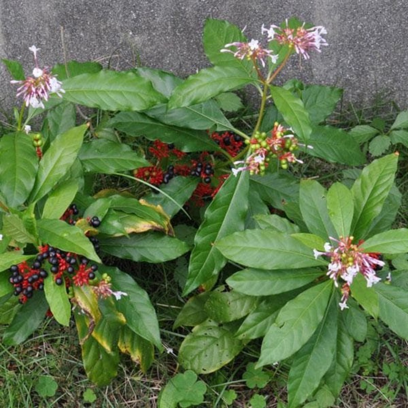Rauvolfia Serpentina, Sarpgandha – Plant