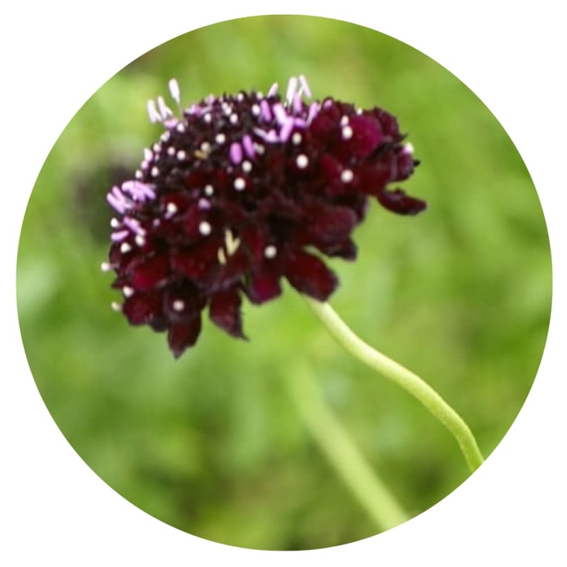 Scabiosa atropurpurea QIS Black Purple | Sweet Scabious | Pincushion Flower