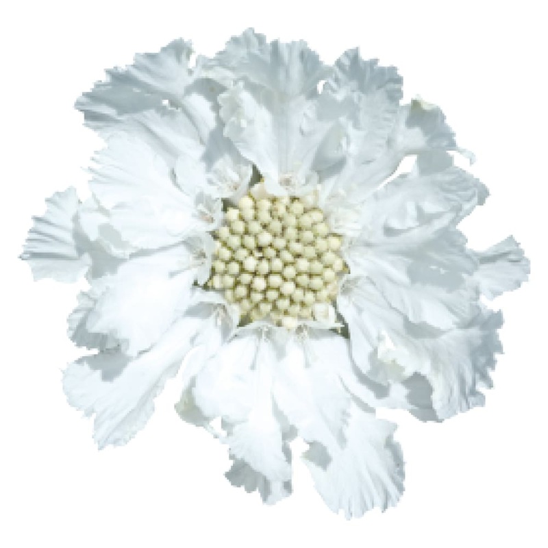 Scabiosa caucasica Fama White | Pincushion Flower | Cut Flower