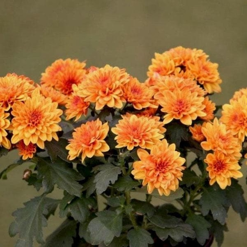 Shevanti, Chrysanthemum (Orange) – Plant