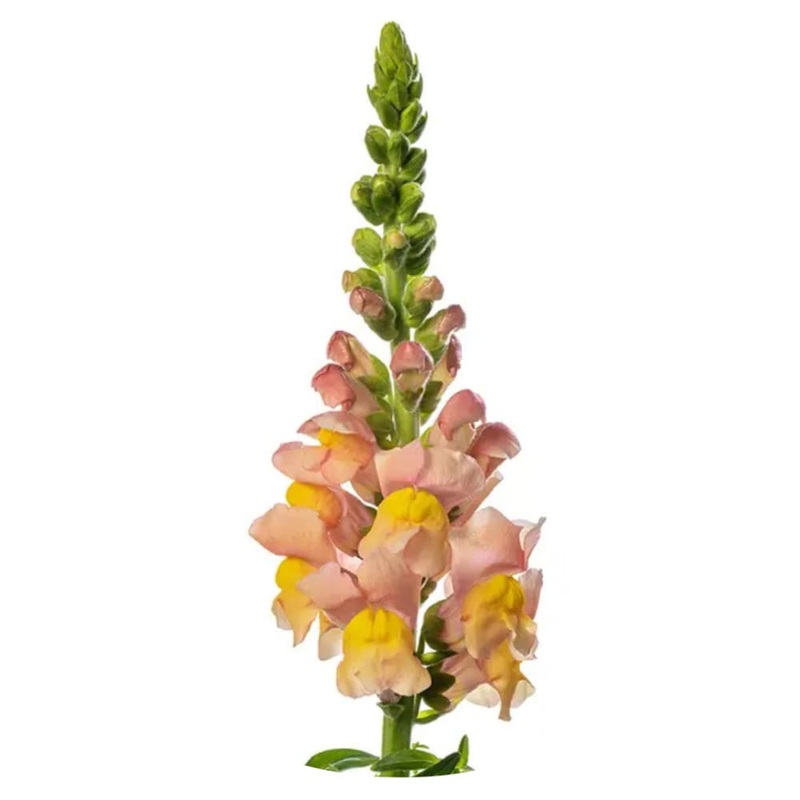 Snapdragon Avignon Apricot F1 | Group 2 | Antirrhinum majus