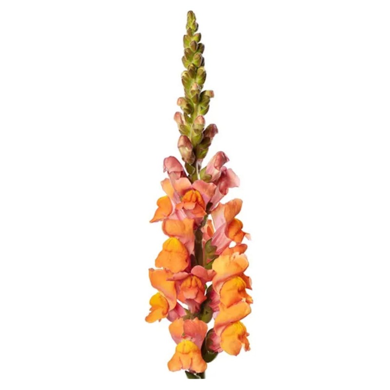 Snapdragon Avignon Deep Orange F1 | Group 2 | Antirrhinum majus