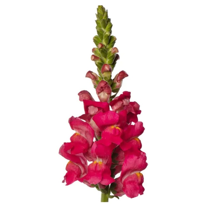 Snapdragon Avignon Deep Rose F1 | Group 2 | Antirrhinum majus
