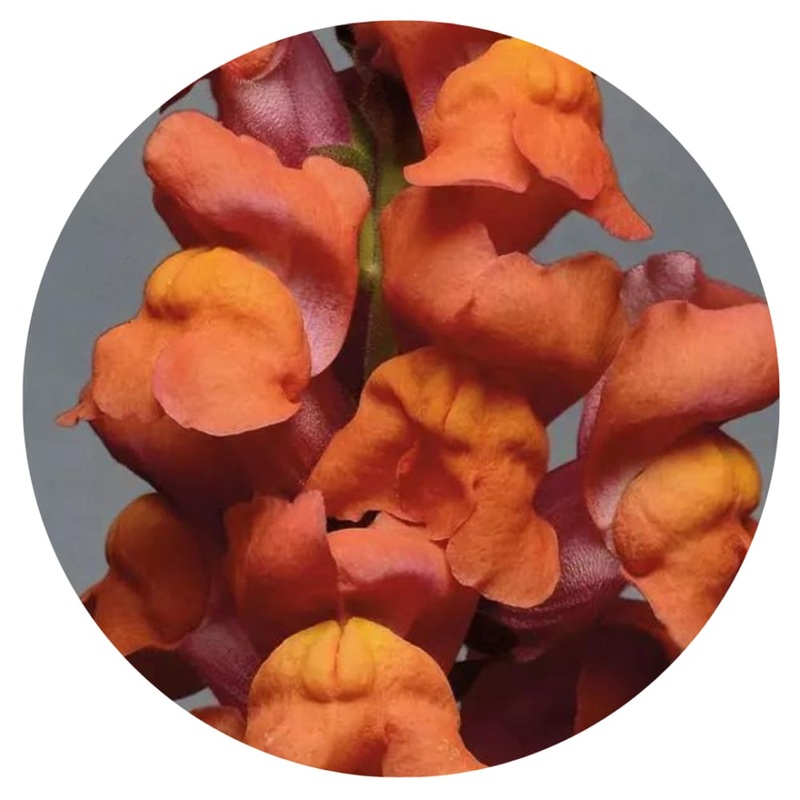 Snapdragon Monaco Orange | Antirrhinum majus | Group 3