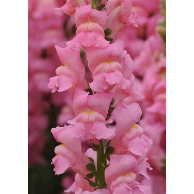 Snapdragon Potomac Early Pink | Group 3 | Antirrhinum majus