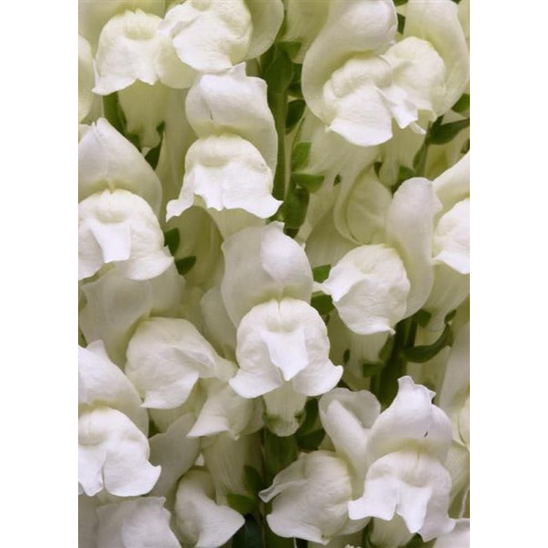 Snapdragon Potomac White | Group 3,4 | Antirrhinum majus