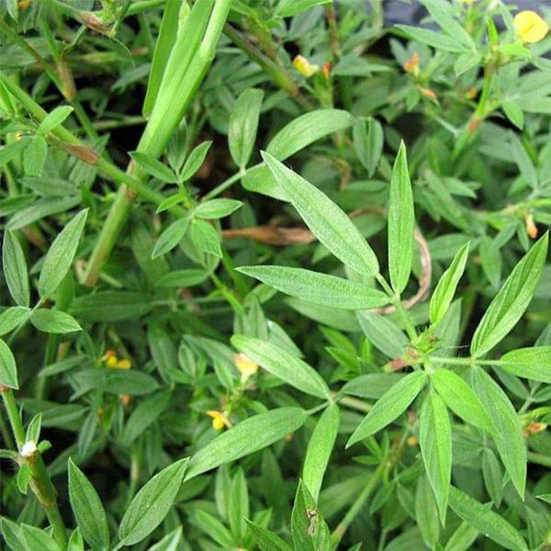 Stylosanthes Hamata Grass – 0.5 kg Seeds