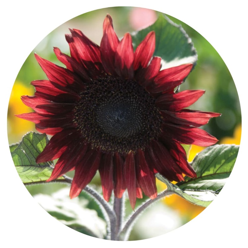 Sunflower ProCut Red F1 | Helianthus annuus