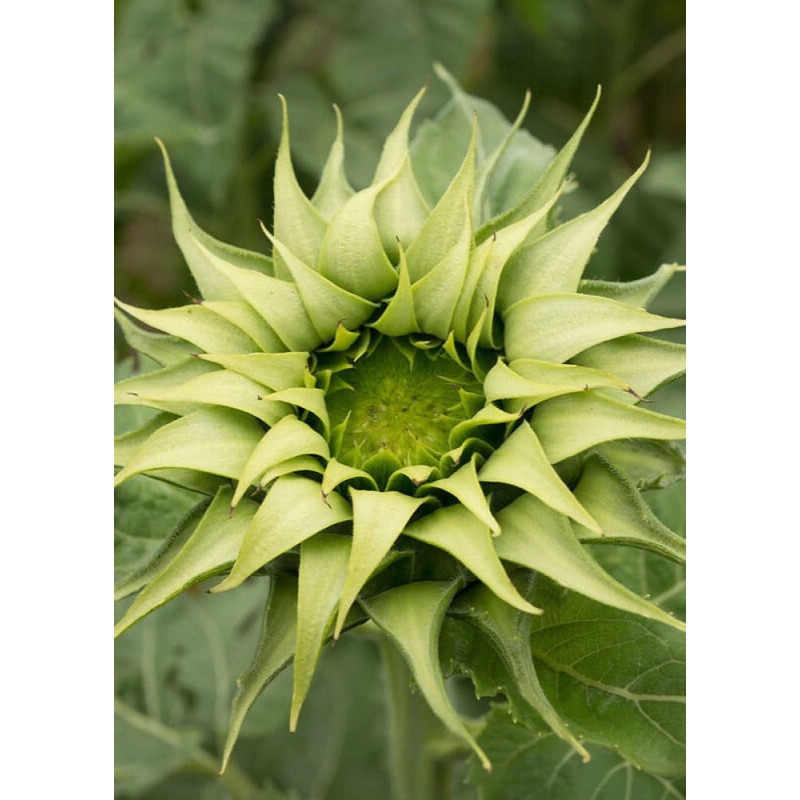 Sunflower SunFill Green F1 | Helianthus annuus | Sunflower for Florists