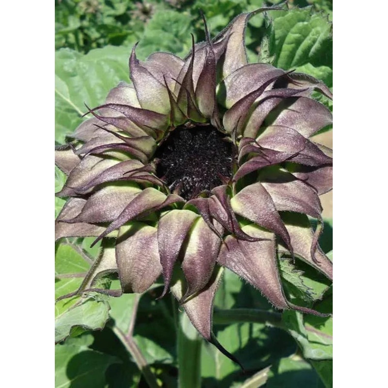 Sunflower SunFill Purple F1 | Helianthus annuus | Sunflower for Florists