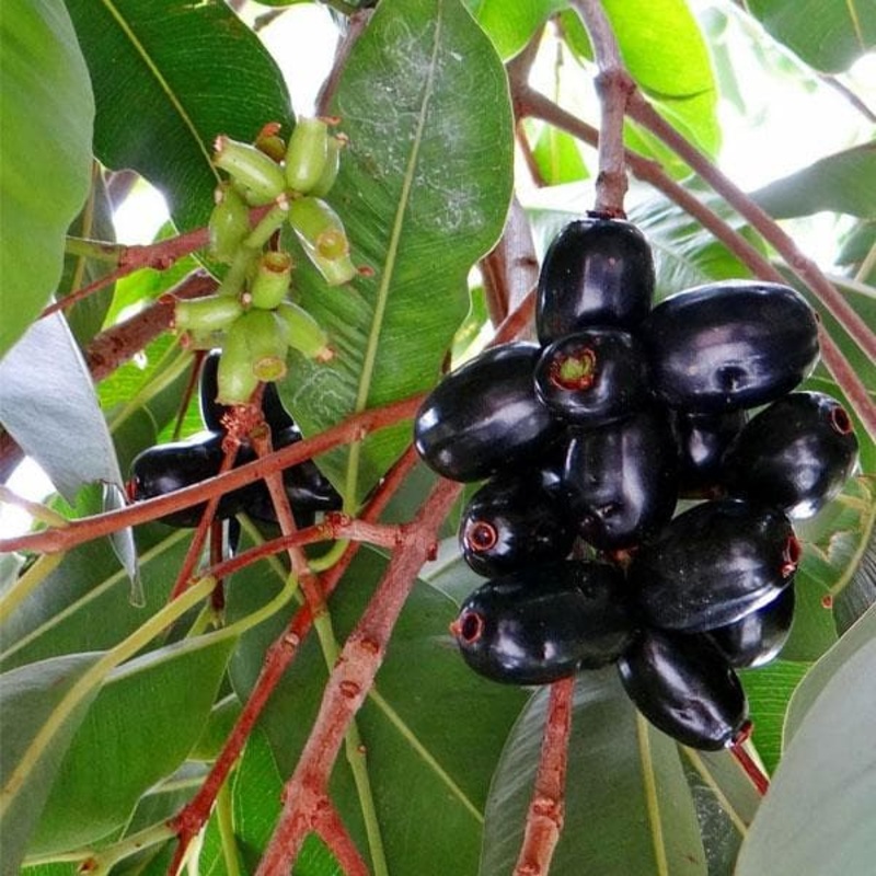 Syzygium Cumini, Jamun – 0.5 kg Seeds