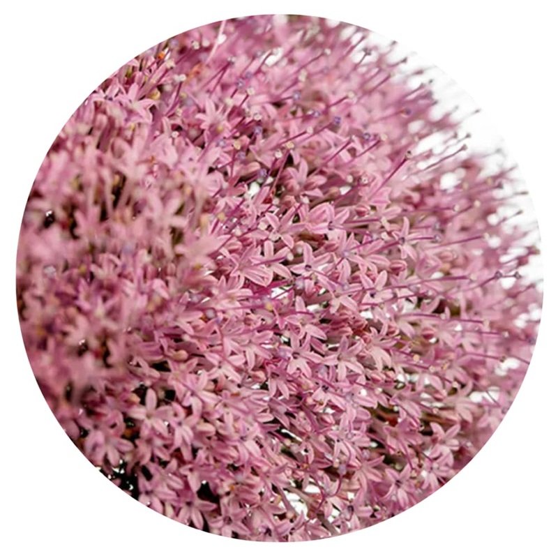 Trachelium caeruleum Corine Lilac | Throatwort