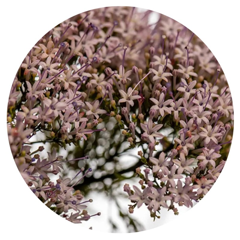 Trachelium caeruleum Corine Misty Blue | Throatwort