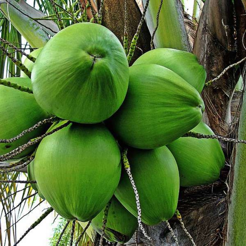 Tree of Kerala, Coconut – Plant