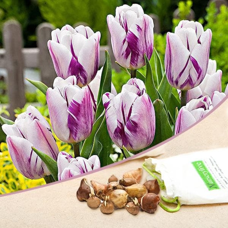 Tulip Flamingo Flag (White, Purple) – Bulbs (set of 5)