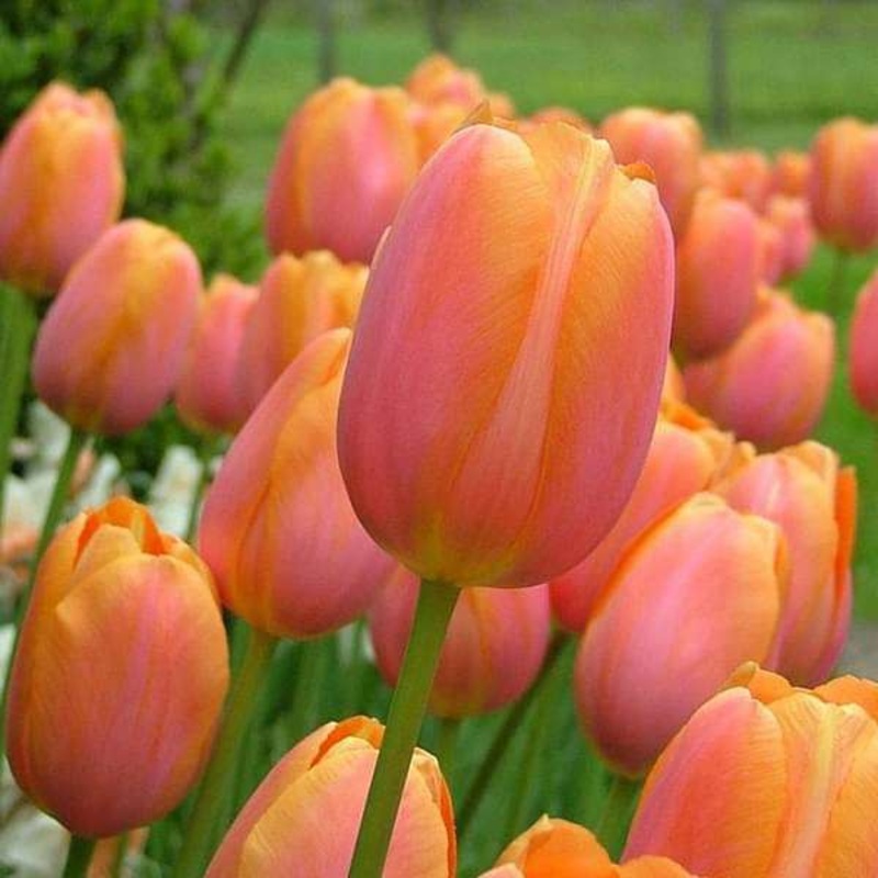 Tulip Salmon Van eijk (Pink) – Bulbs (set of 5)