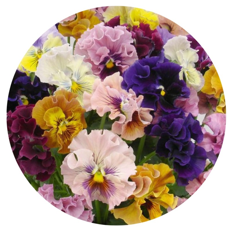 Viola x wittrockiana Ballerina Mixed F1 | Pansy