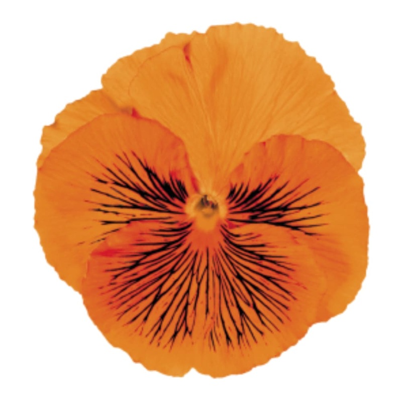 Viola x wittrockiana Cats Orange F1 | Spring Pansy