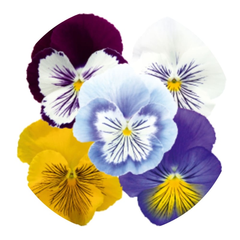 Viola x wittrockiana Cats Plus Mix | Spring or Autumn Pansy