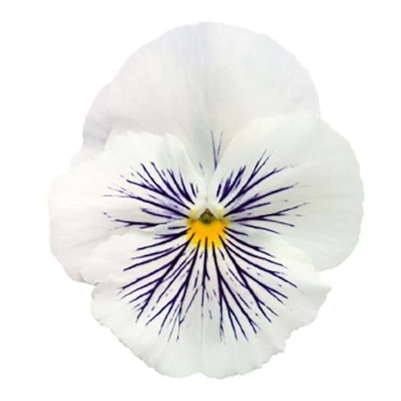 Viola x wittrockiana Cats Plus White | Spring or Autumn Pansy