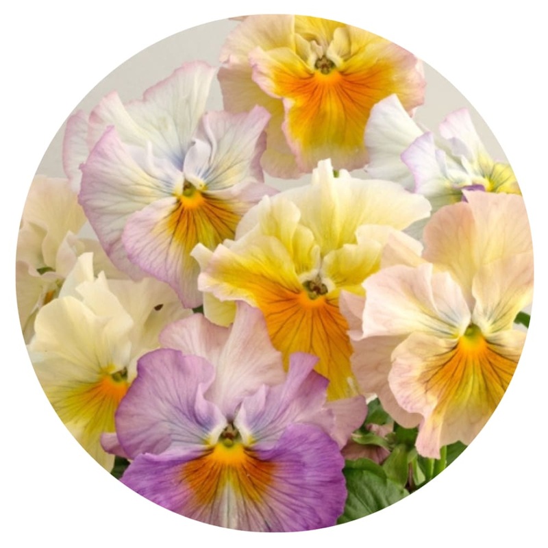 Viola x wittrockiana Flamenco Soft Azure Limonetto F1 | Pansy