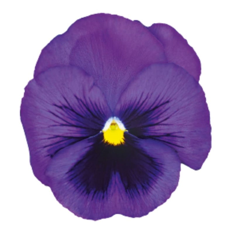 Viola x wittrockiana Inspire DeluXXe Blue Surprise | Extra Large, Spring & Autumn Pansy
