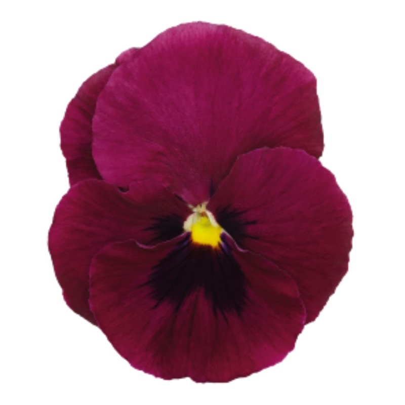 Viola x wittrockiana Inspire DeluXXe Deep Rose Blotch  | Extra Large, Spring & Autumn Pansy