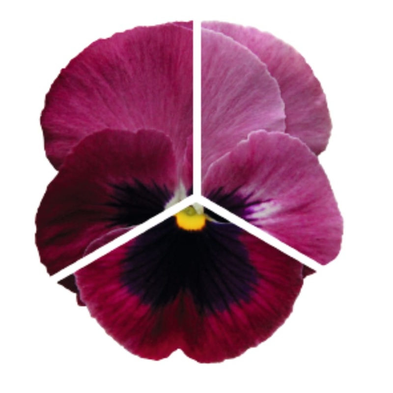 Viola x wittrockiana Inspire DeluXXe Light Rose Blotch F1 | Extra Large, Spring & Autumn Pansy