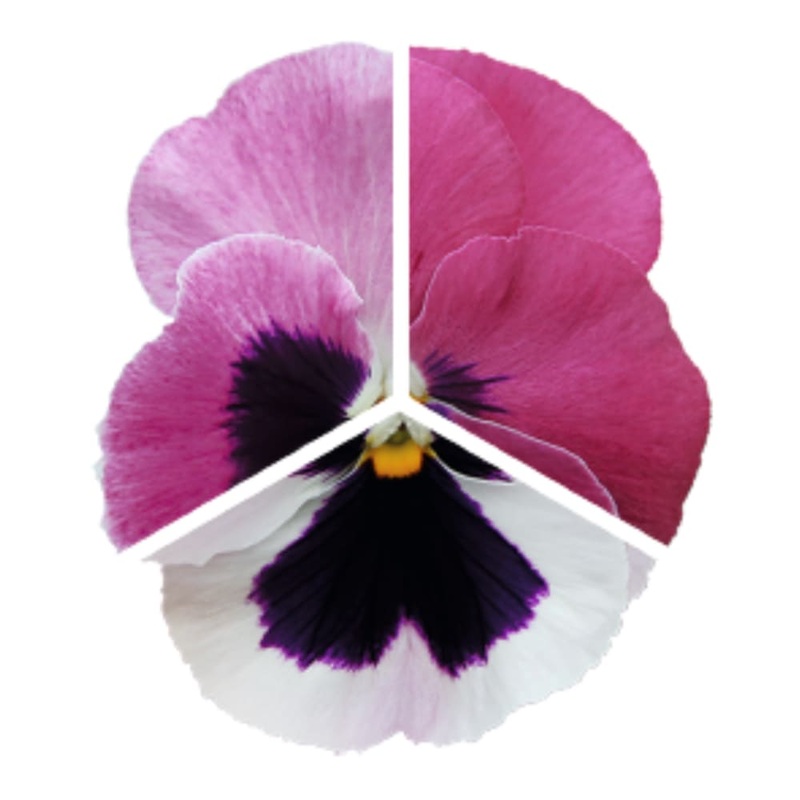 Viola x wittrockiana Inspire DeluXXe Pink Surprise Blotch | Extra Large, Spring & Autumn Pansy