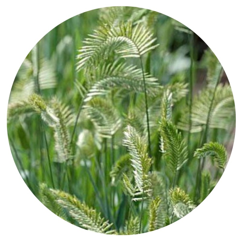 Wangenheimia lima Vulcan|50 seeds|Grown as an annual|45 cm