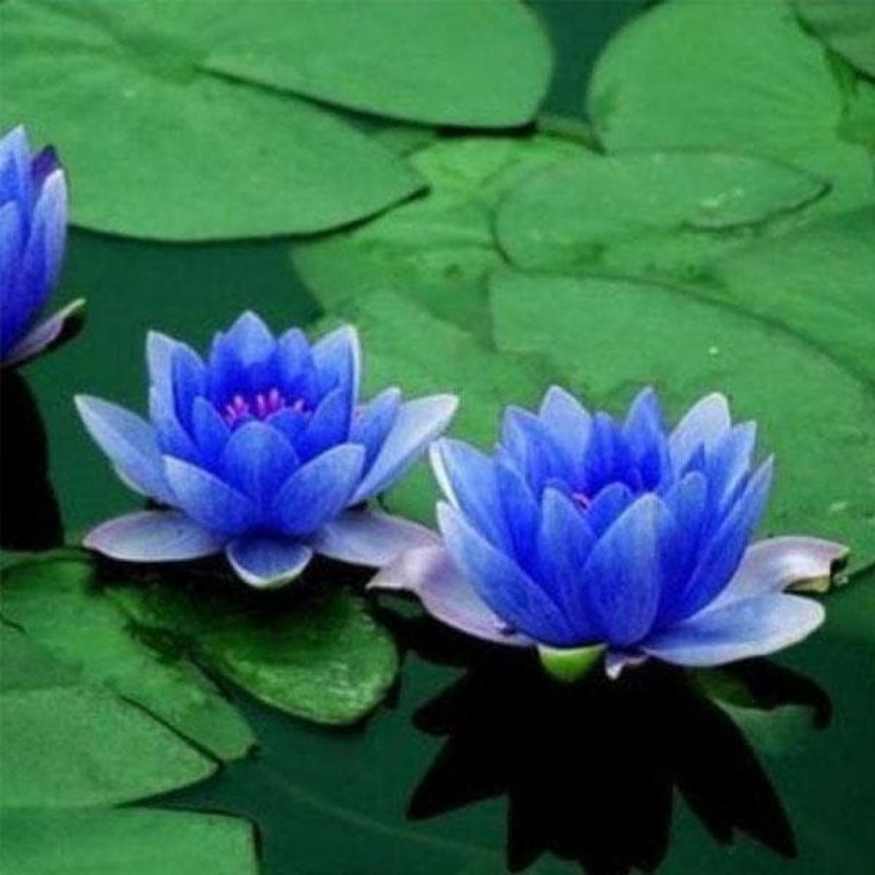 Water Lily, Nymphae Nouchali (Blue) – Plant