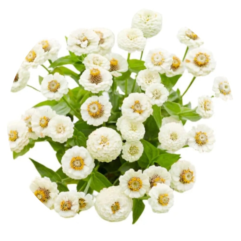 Zinnia elegans Lilliput White|1 gram