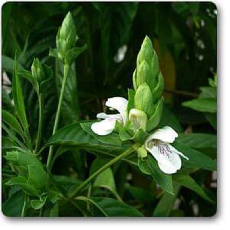 Adulsa, Malabar Nut – Plant