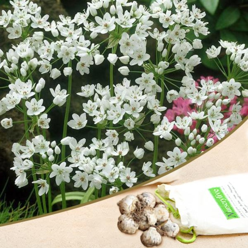Allium Cowani (White) – Bulbs|Set of 3|Set of 5