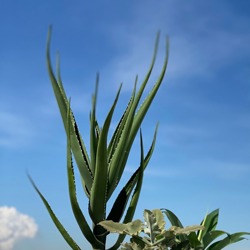 Aloe Tree (Aloidendron barberae)