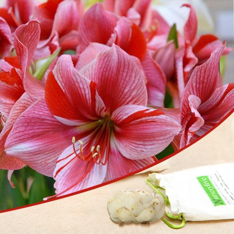 Amaryllis Lily (Random Color) – Bulbs (set of 5)