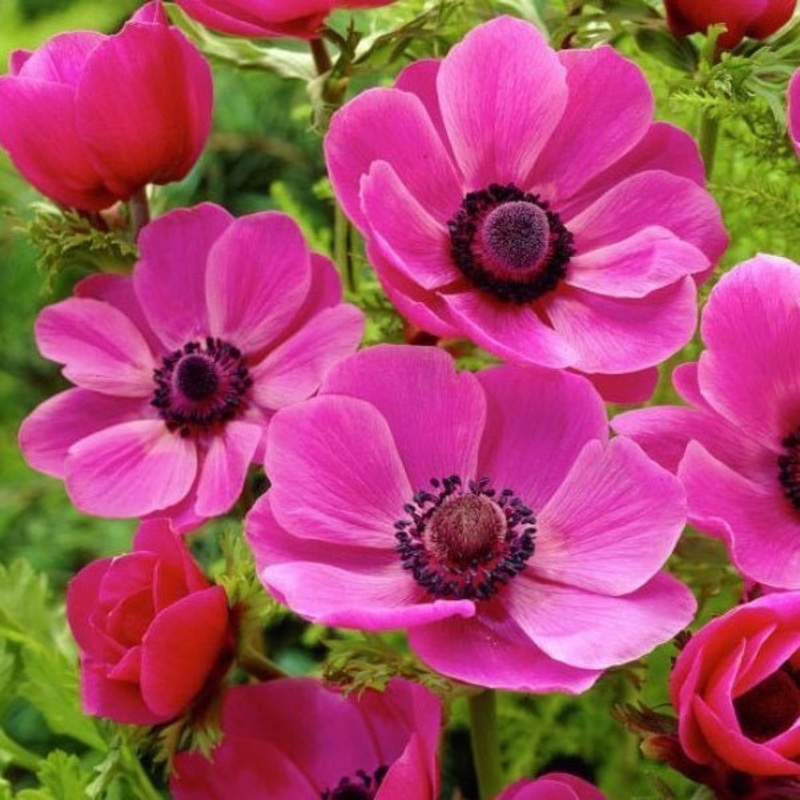 Anemone Coronaria Sylphide (Pink) – Bulbs