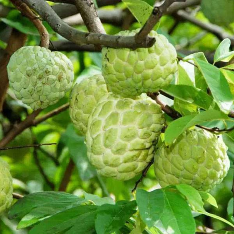 Annona Squamosa Sharifa, Custard Apple, Sitafal – 0.5 kg Seeds