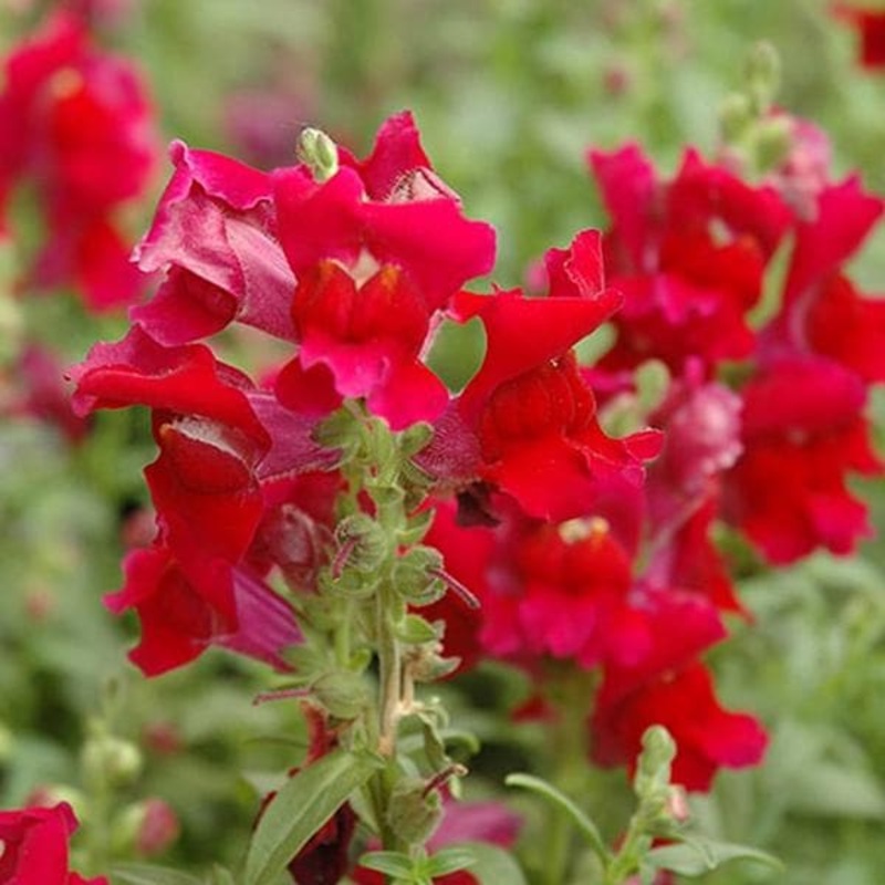 Antirrhinum, Snapdragon (Red) – Plant