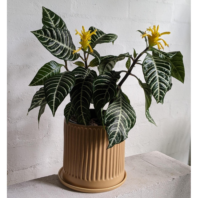 Aphelandra squarrosa (Zebra Plant)