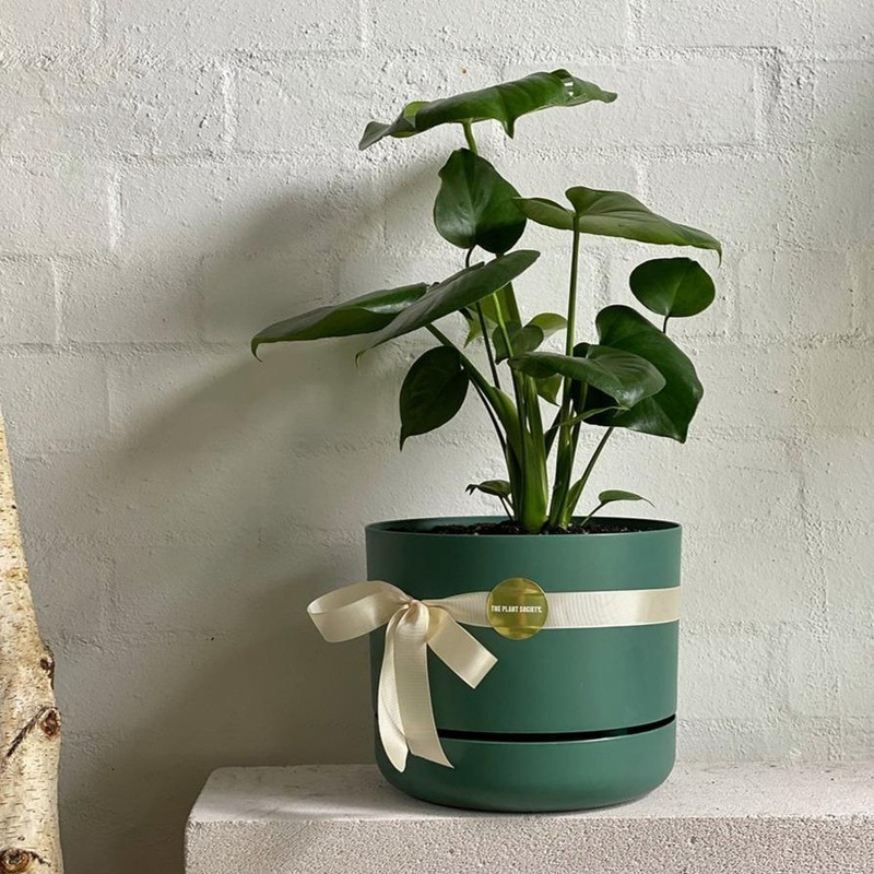 Assorted plant gift in 250mm self watering planter