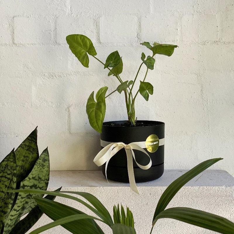 Assorted Plant in self watering planter (170mm Mr Kitly)