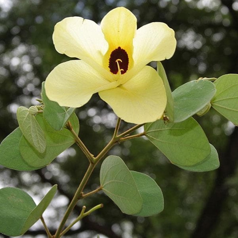 Bauhinia Tomentosa, Yellow Bauhinia – Plant