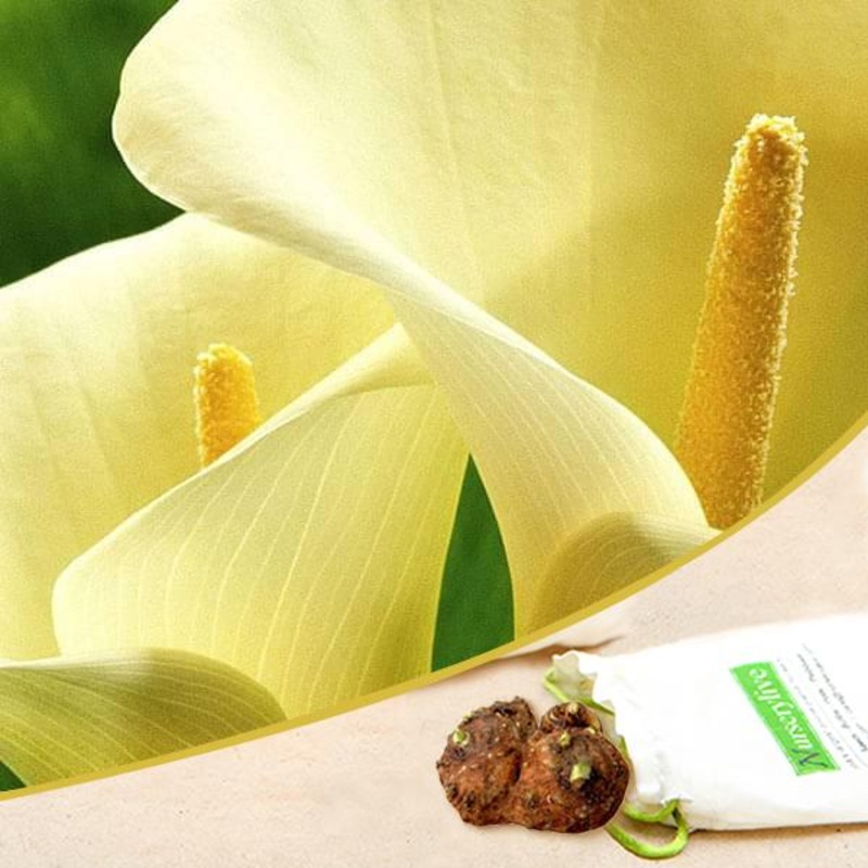 Calla Lily (Creamy White) – Bulbs (set of 5)